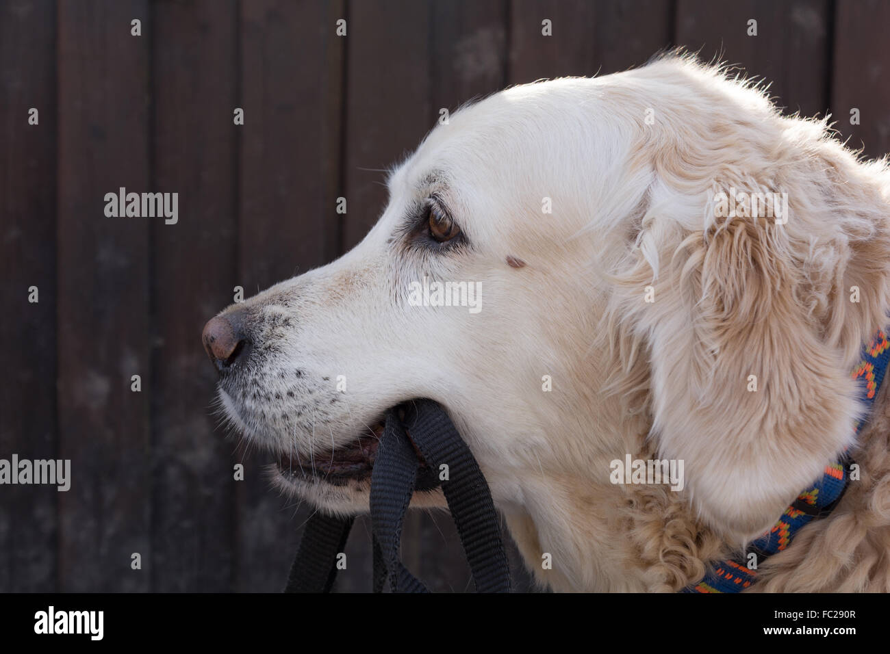 Golden Retriever tragen Ihre eigenen Hundeleine Stockfoto