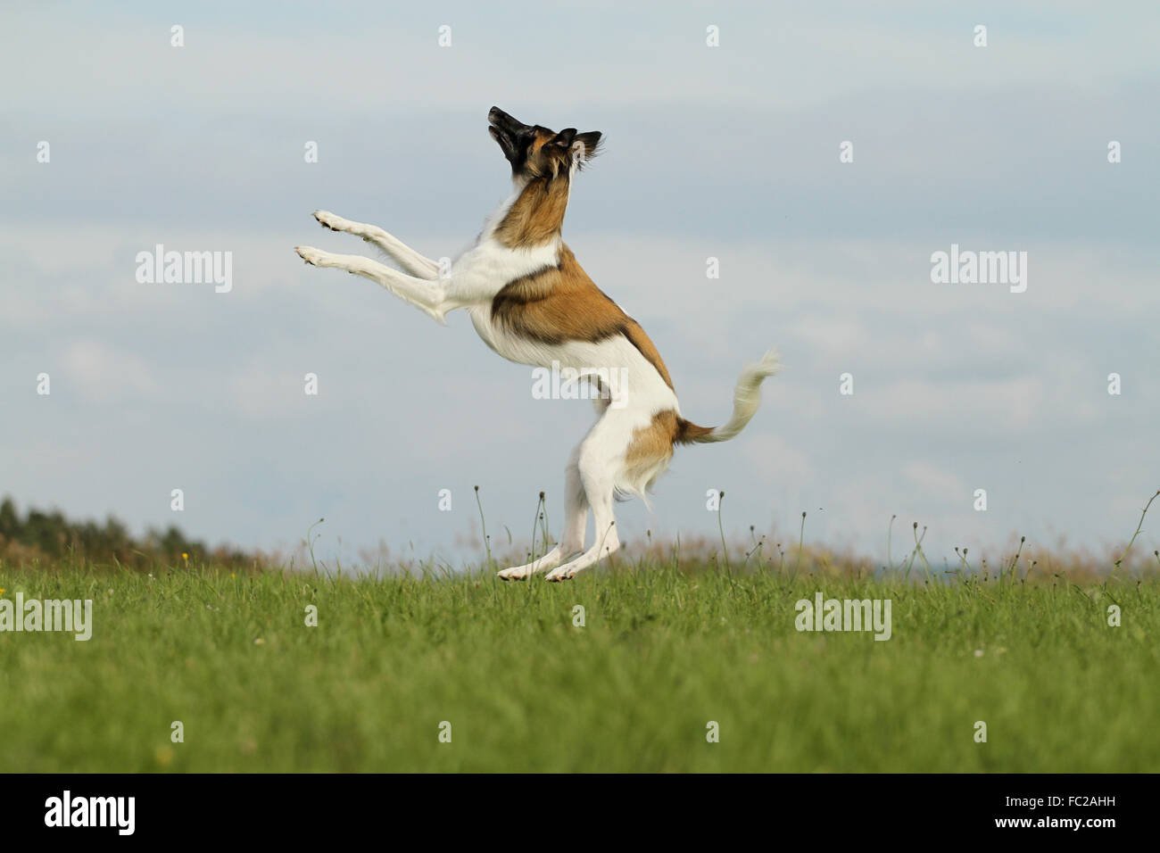 Seidene Wind Sprite, Männlich, springen hoch über Wiese, Deutschland Stockfoto