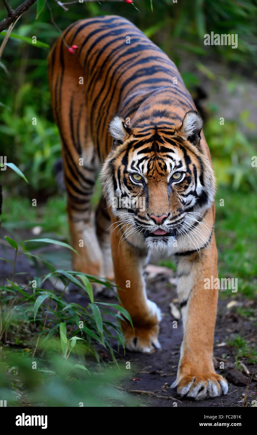 Sumatra-Tiger (Panthera Tigris Sumatrae), in Gefangenschaft, Deutschland Stockfoto