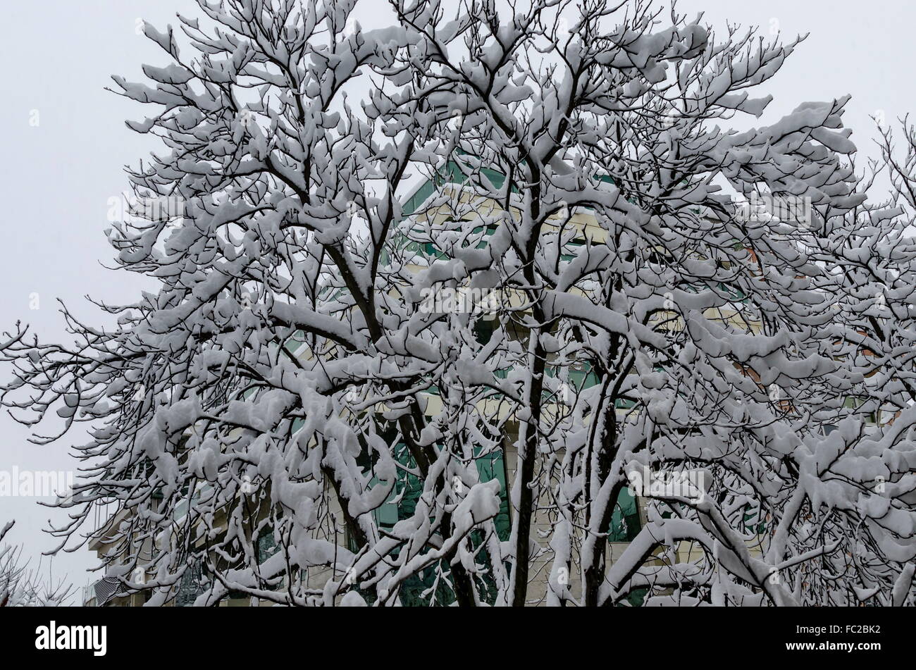 Schneeweiße unter Schnee bedeckt Winterlandschaft an Bäumen mit starkem Schneefall, Sofia, Bulgarien Stockfoto