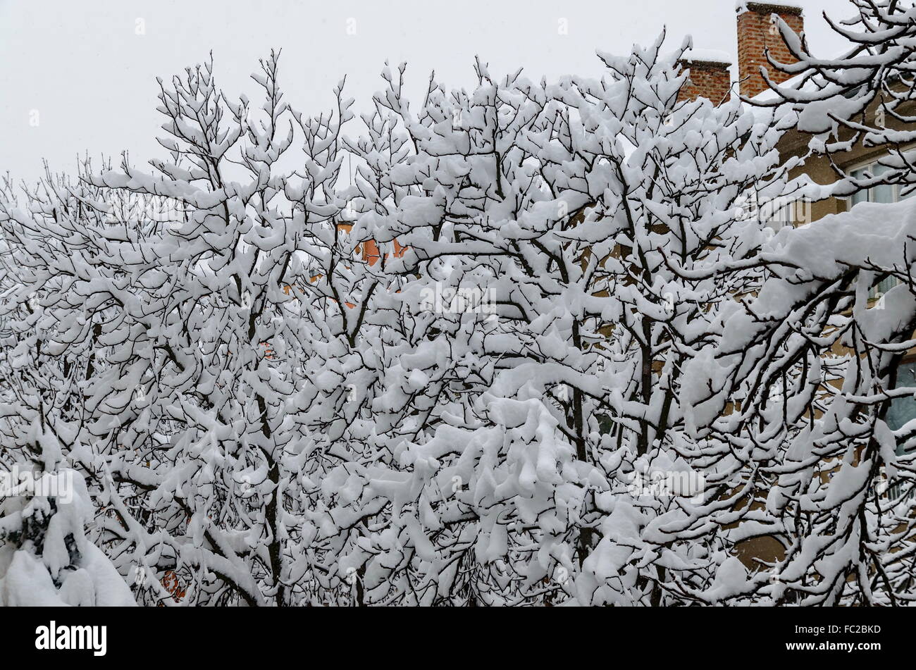 Schneeweiße unter Schnee bedeckt Winterlandschaft an Bäumen mit starkem Schneefall, Sofia, Bulgarien Stockfoto