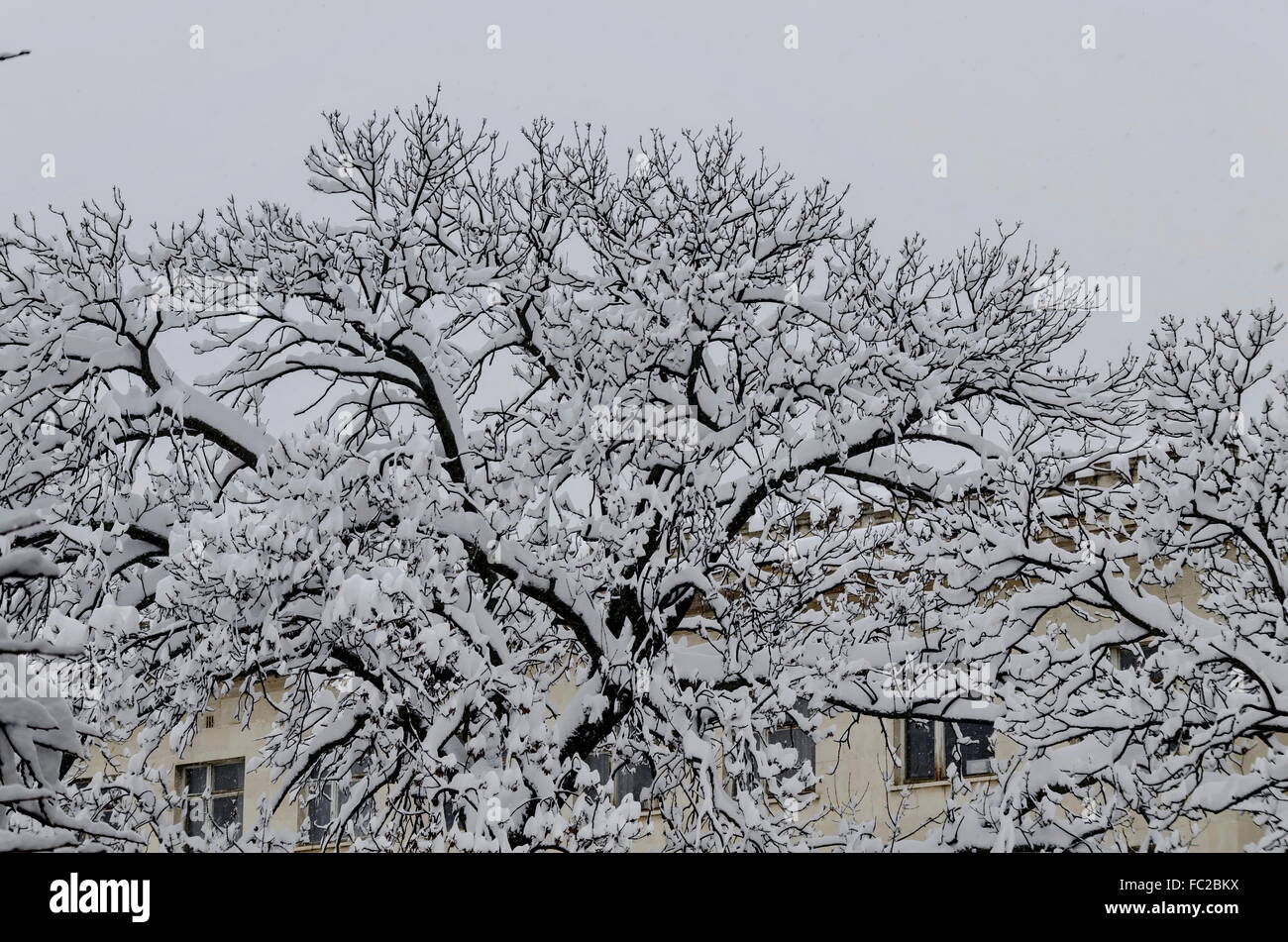 Schneeweiße unter Schnee bedeckt Winterlandschaft an Bäumen mit starkem Schneefall, Sofia, Bulgarien Stockfoto