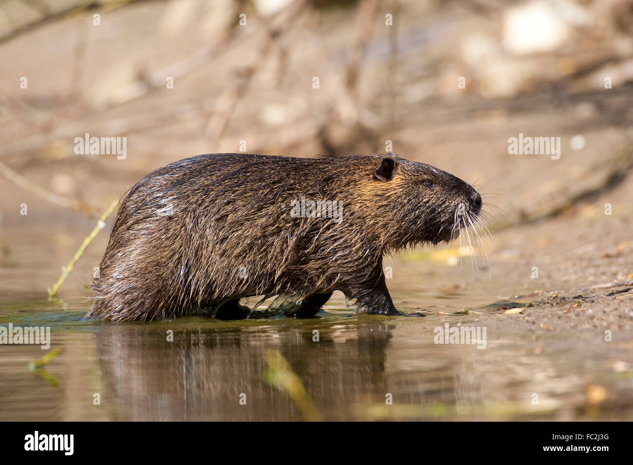 Nutrias, Ragondin, Nutria, Biber-Ratte, Biber brummeln, Sumpfbiber, Sumpf-Biber, Biberratte Stockfoto