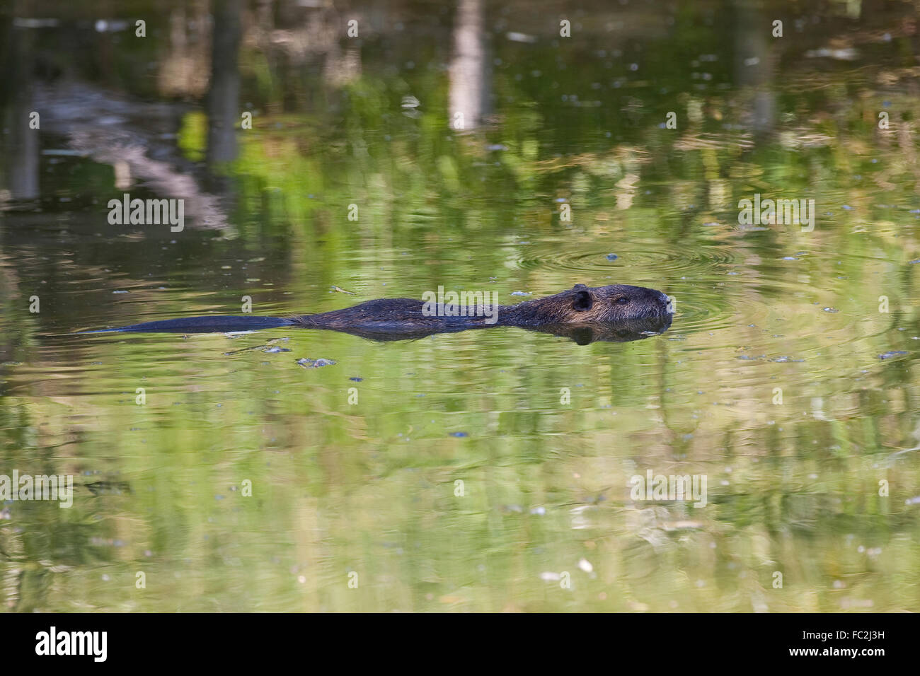 Nutrias, Ragondin, Nutria, Biber-Ratte, Biber brummeln, Sumpfbiber, Sumpf-Biber, Biberratte Stockfoto