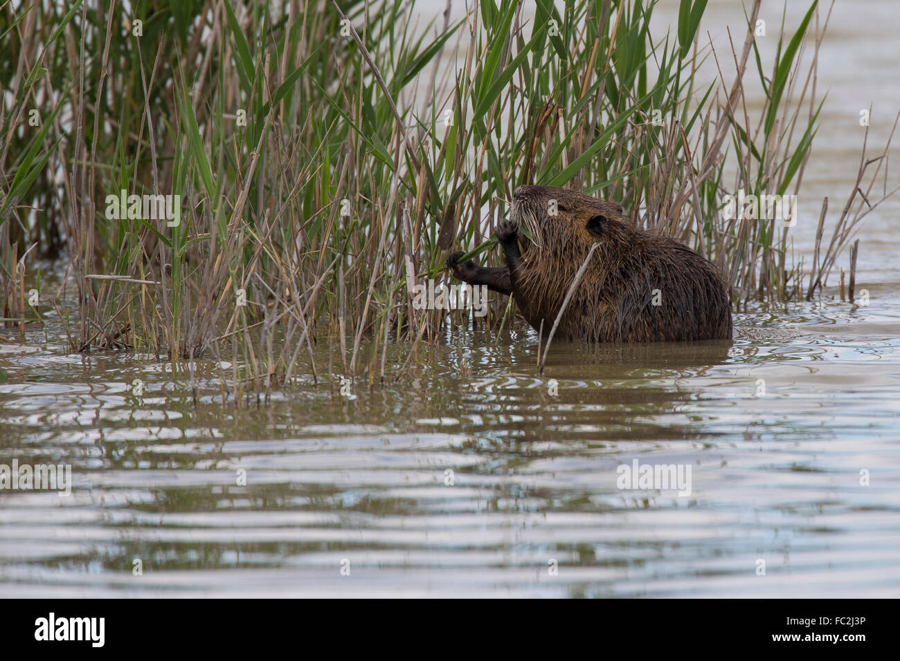 Nutrias, Ragondin, Nutria, Biber-Ratte, Biber brummeln, Sumpfbiber, Sumpf-Biber, Biberratte Stockfoto