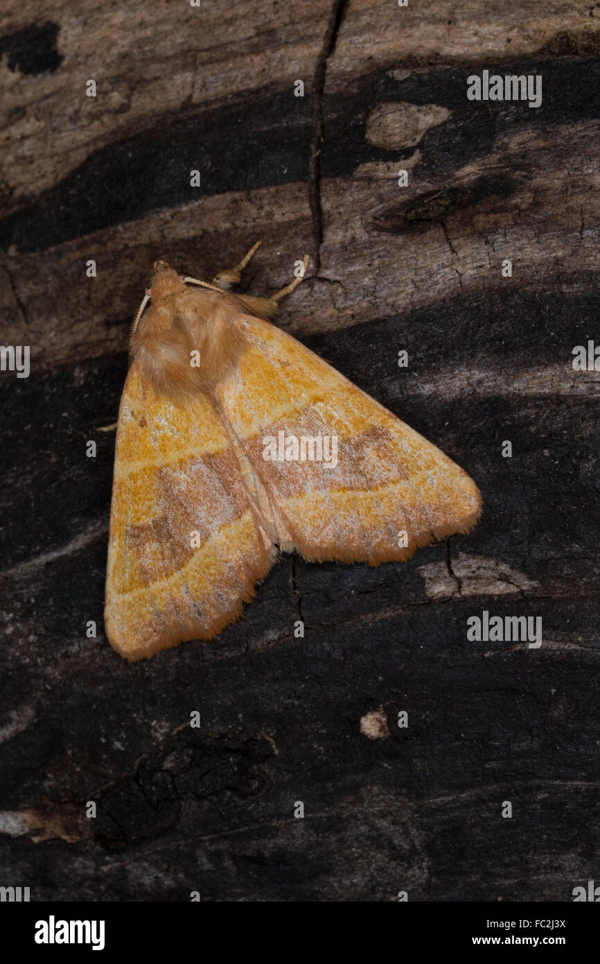 Zentrum verjährt Caesar, Eulenfalter, Noctuidae, Noctuid Motten, Ockergelbe Escheneule, Atethmia Centrago, Atethmia Rufa Stockfoto