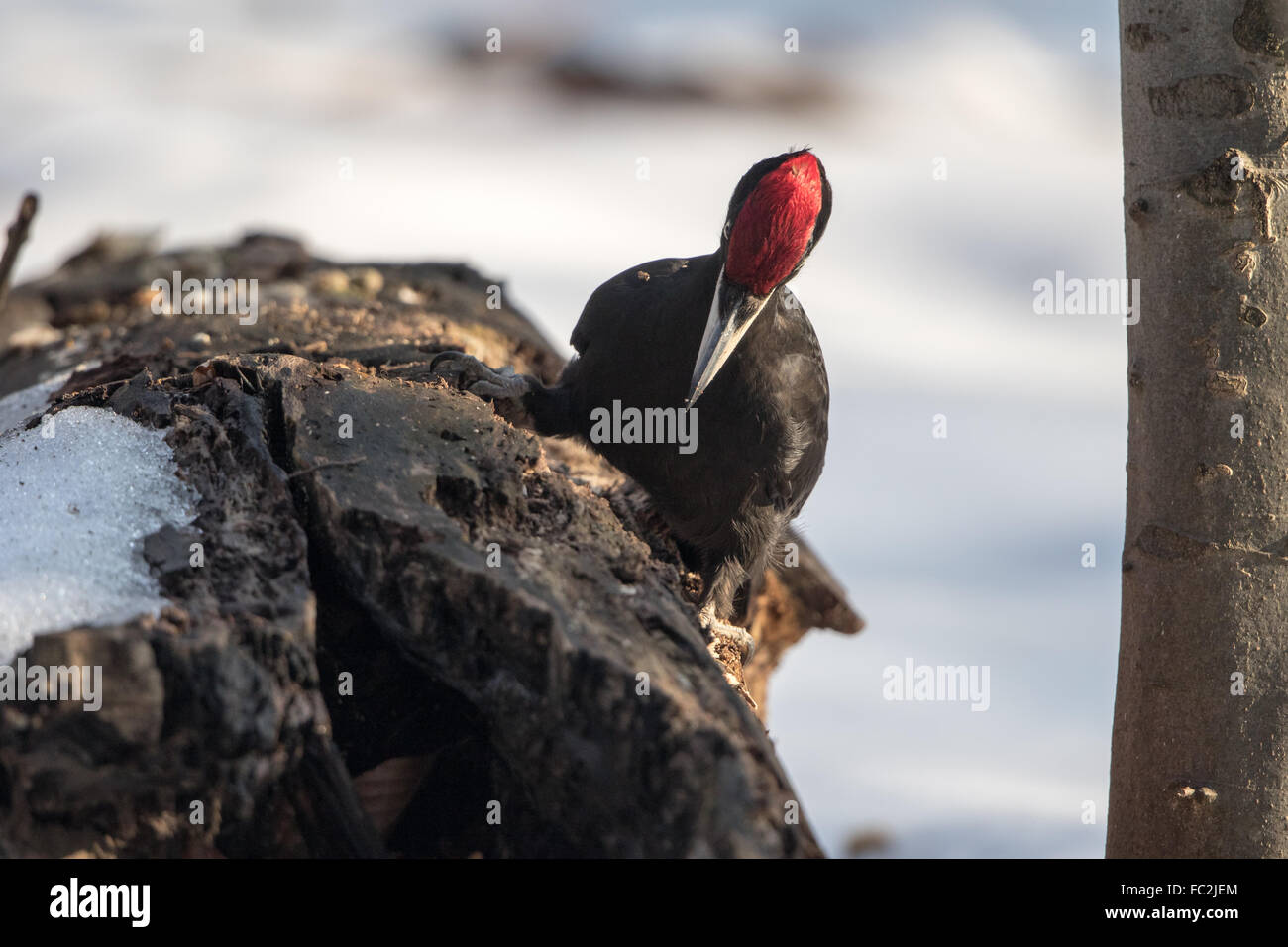 Schwarzspecht Stockfoto