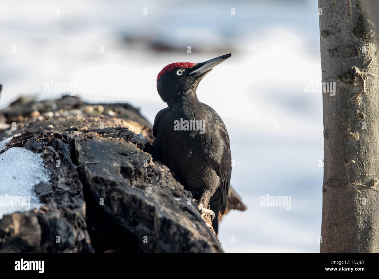 Schwarzspecht Stockfoto