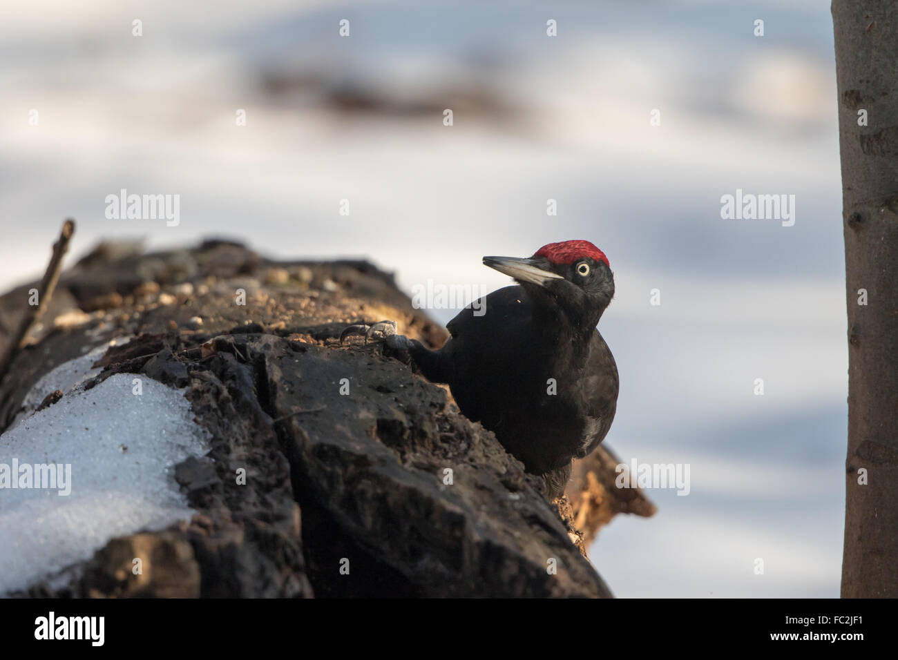 Schwarzspecht Stockfoto