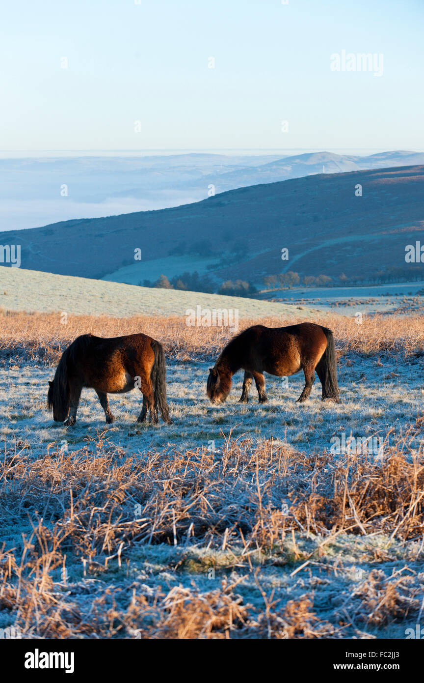 Builth Wells, Powys, Wales, UK. 20. Januar 2016. UK-Wetter.  Welsh Ponys gelten Weiden auf den Mynydd Epynt Hochmoor oberhalb der Tal-Wolke nahe Builth Wells, Powys, nach einer Nacht mit Temperaturen um minus 5 Grad Celsius fallen. Bildnachweis: Graham M. Lawrence/Alamy Live-Nachrichten. Stockfoto