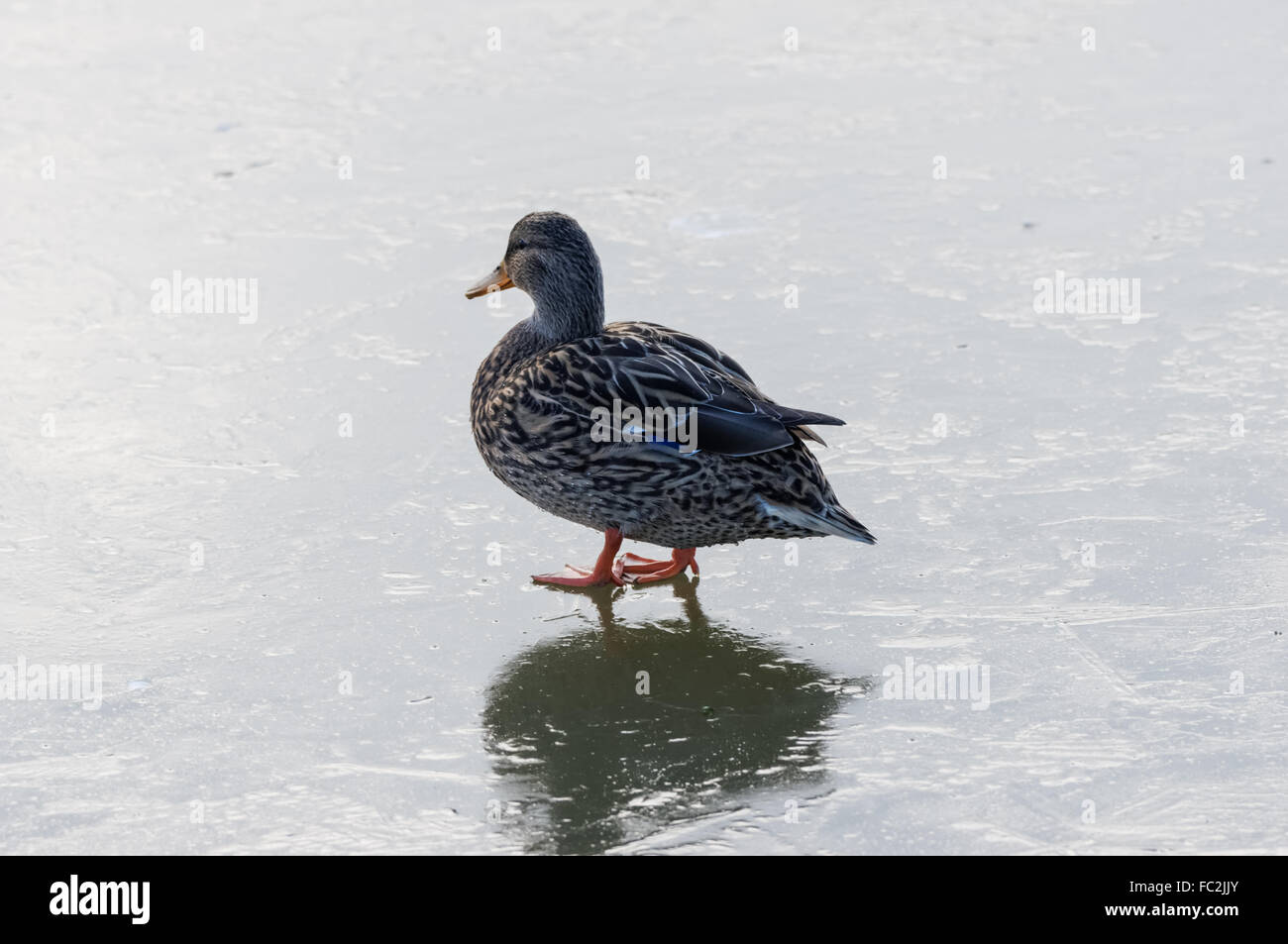 47+ Enten Im Teich Eingefroren, Heimische tiere sind winterfest wenn