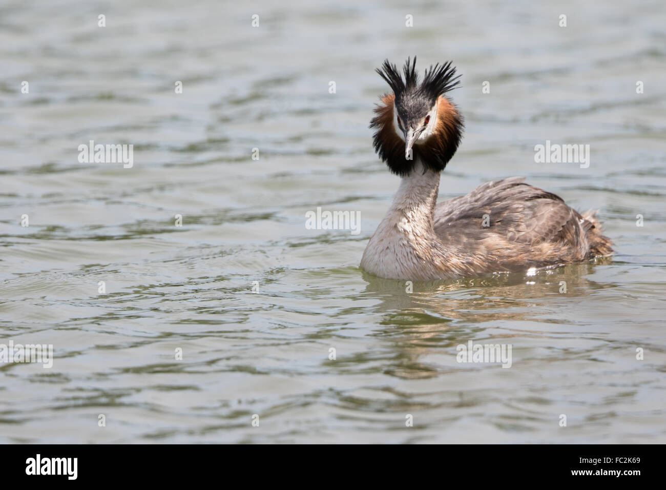 Great Crested Grebe Stockfoto