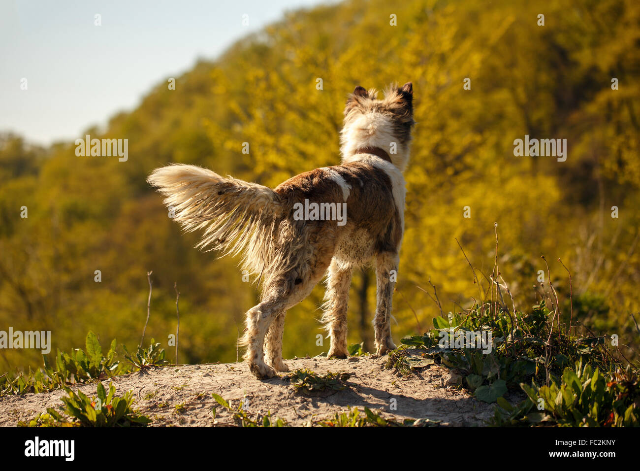 Dirty Dog steht im freien Stockfoto