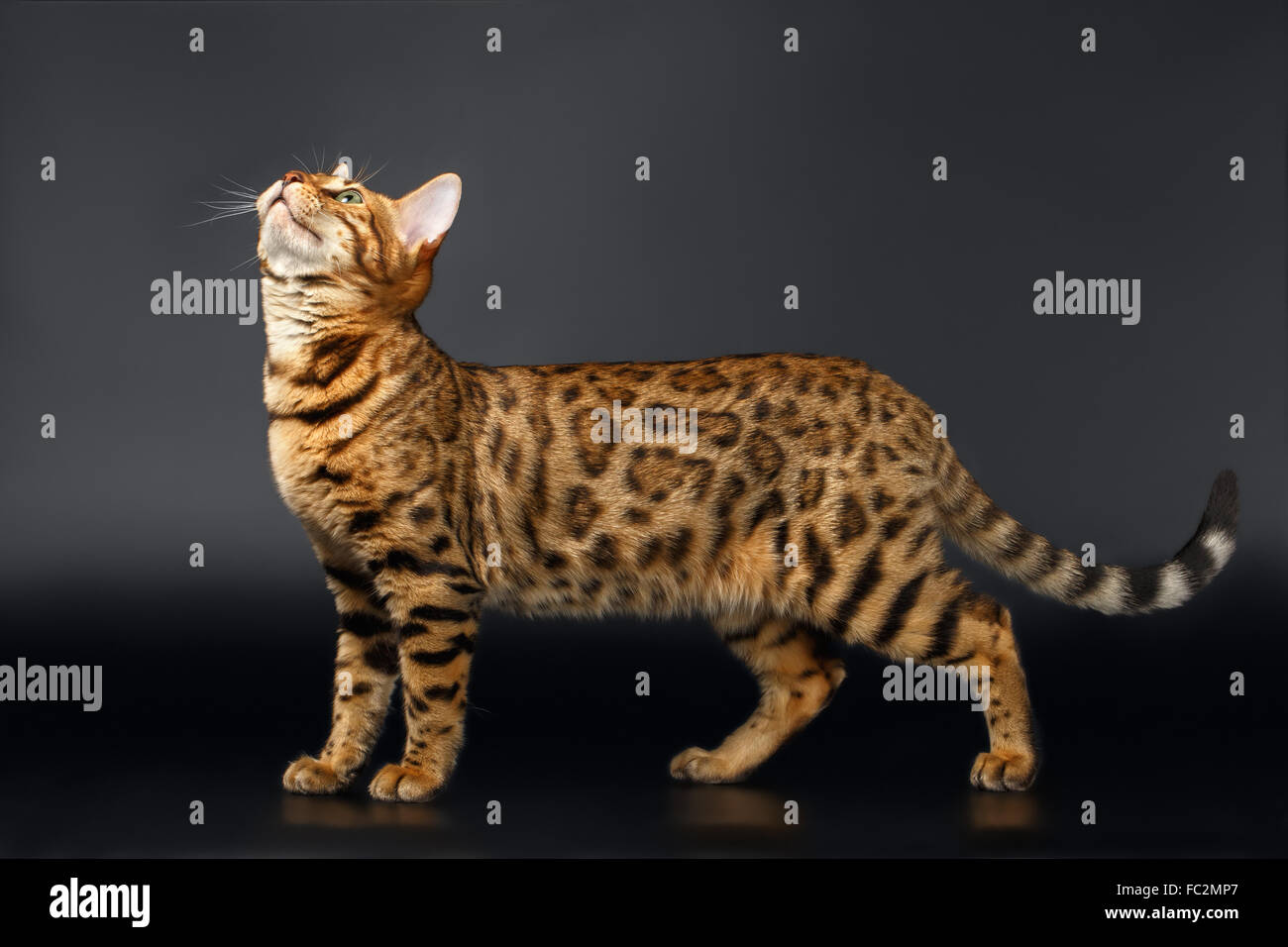 Bengal Katze nachschlagen auf schwarzem Hintergrund Stockfoto