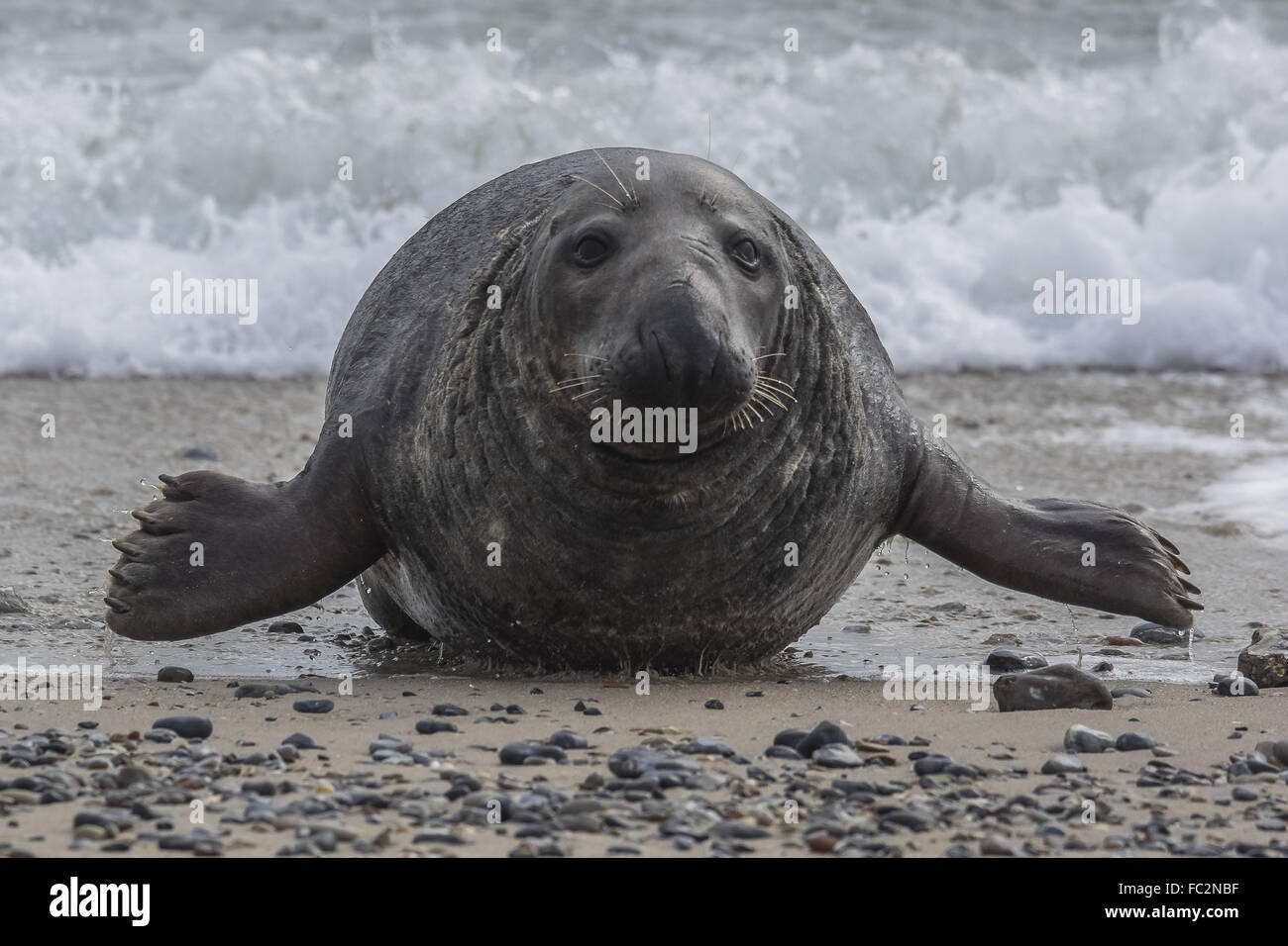 Applaus, Applaus Stockfoto