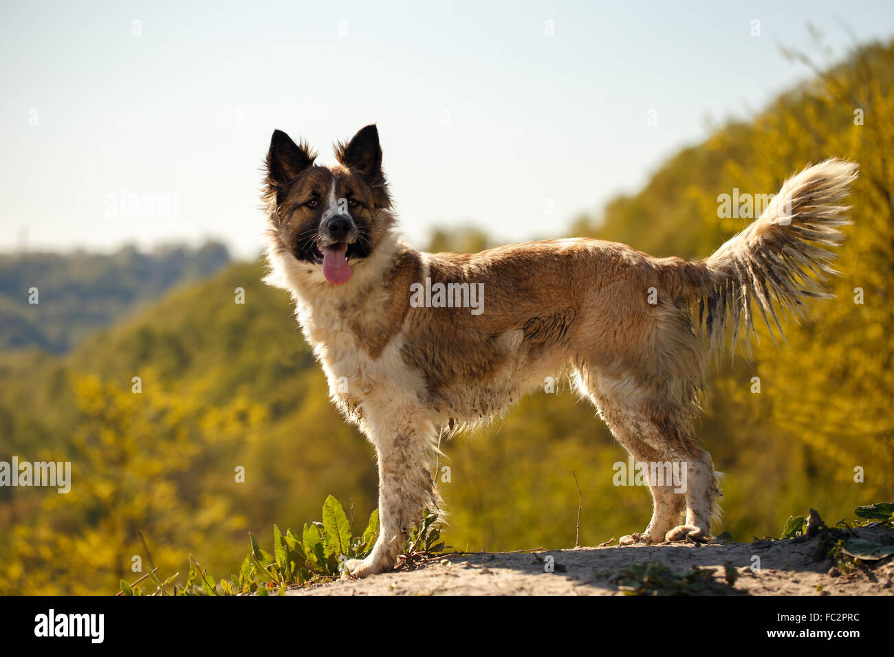 Dirty Dog steht im freien Stockfoto
