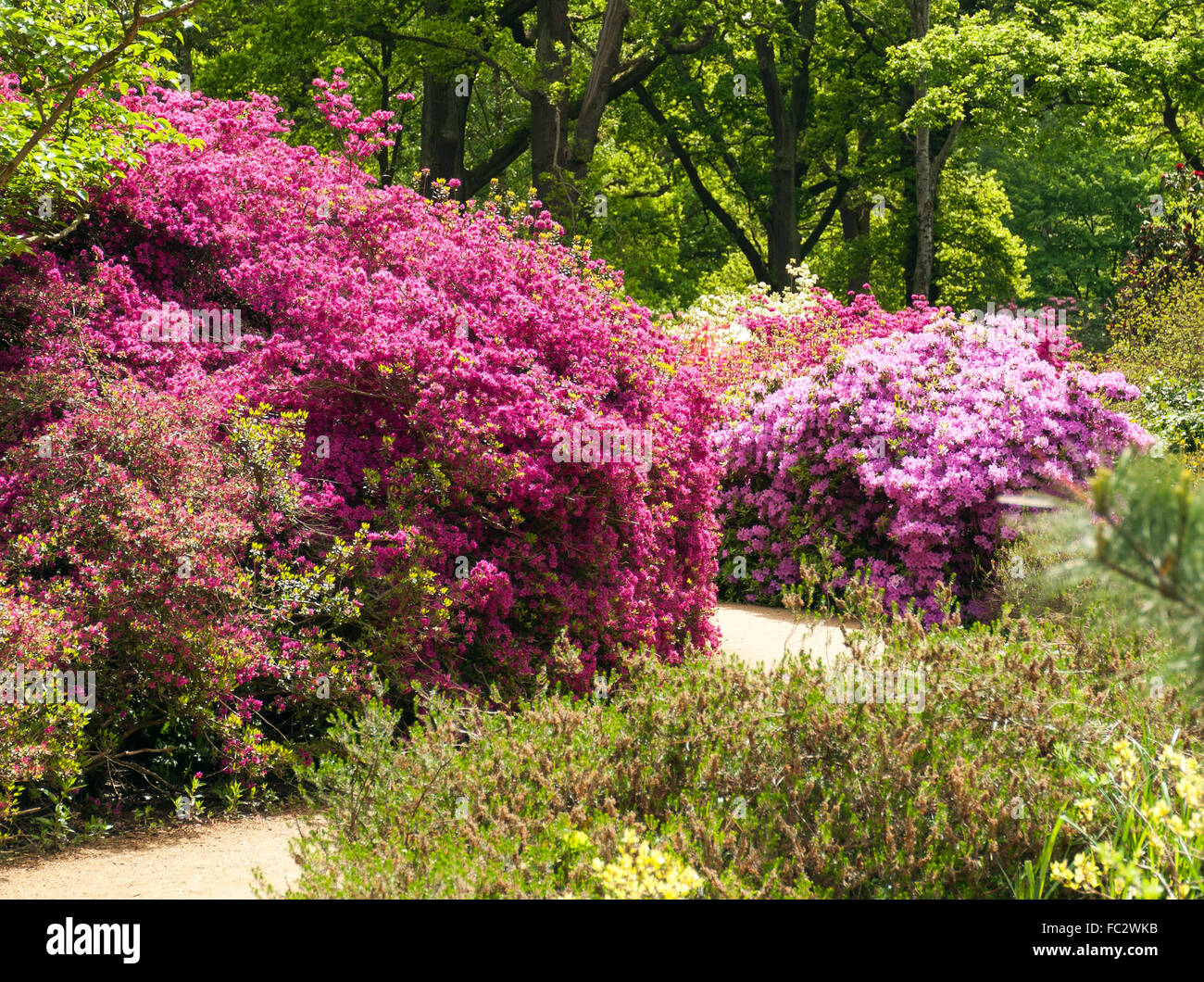 Rote azaleen im park Fotos und Bildmaterial in hoher Auflösung Alamy