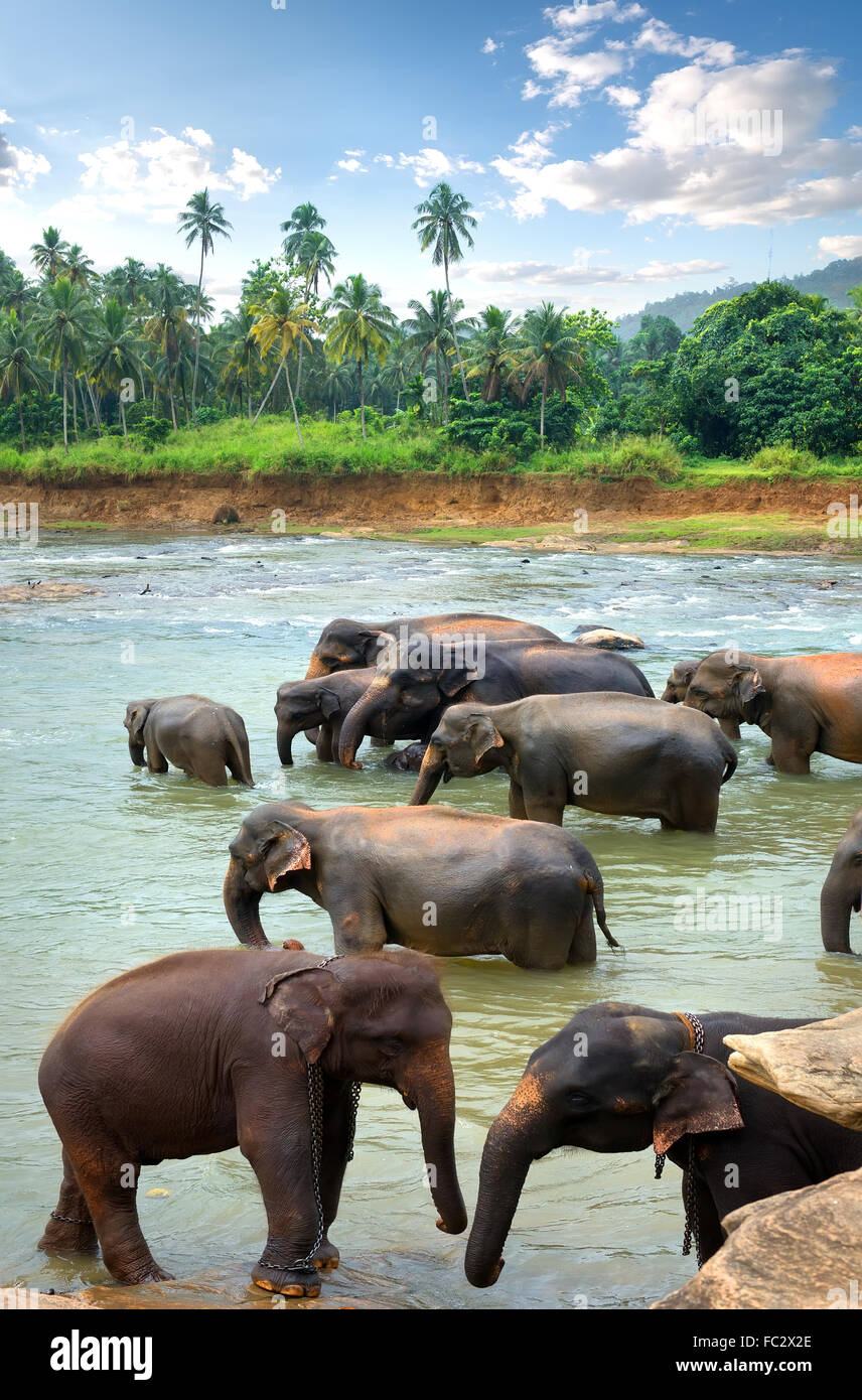 Herde von Elefanten im Fluss des Dschungels Stockfoto