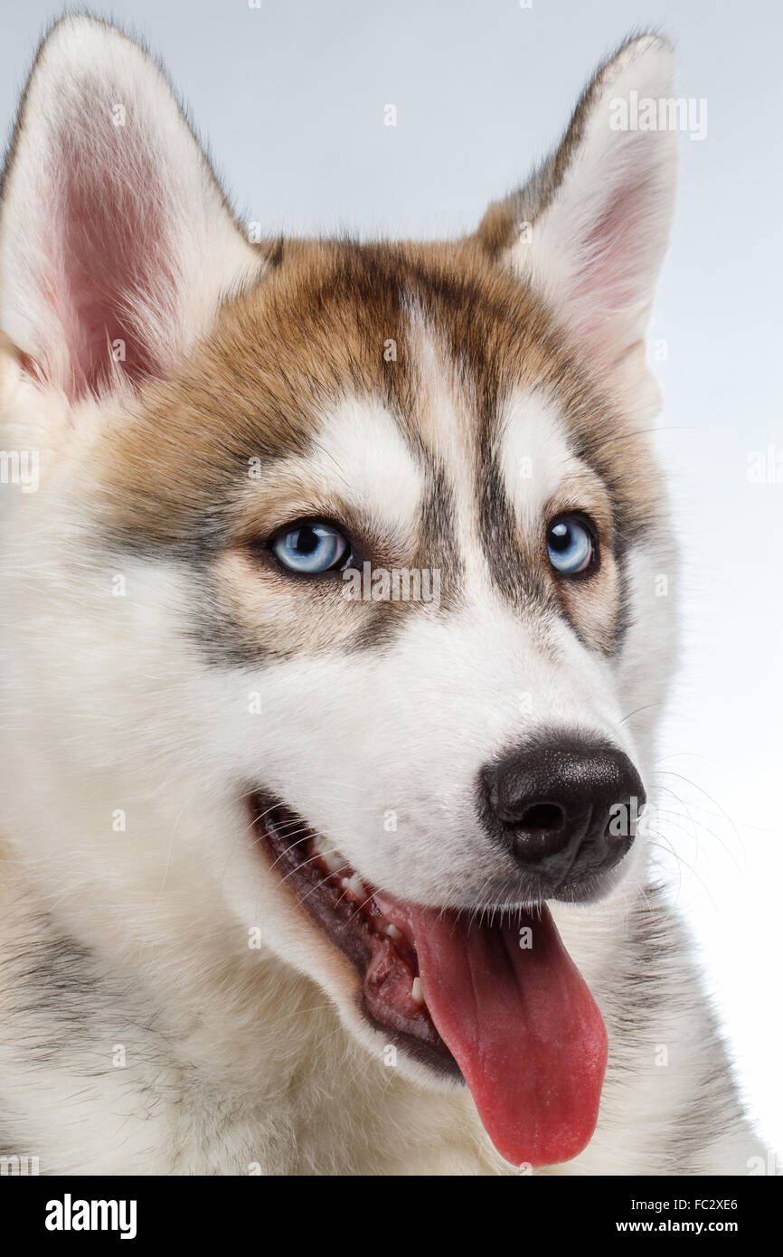 Closeup Siberian Husky Welpen auf weiß Stockfoto