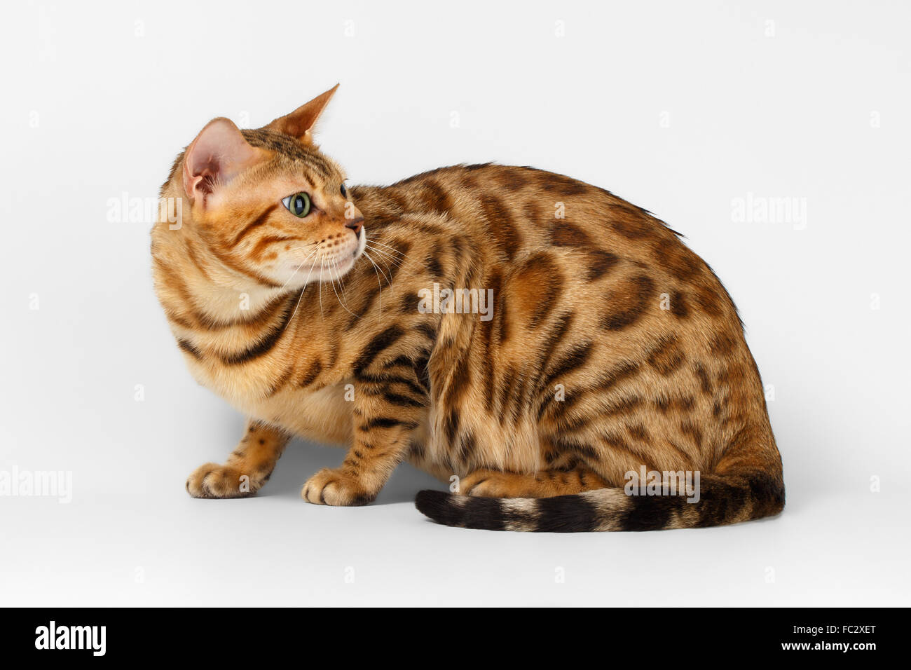 Rückblick auf weißen Bengal-Katze Stockfoto