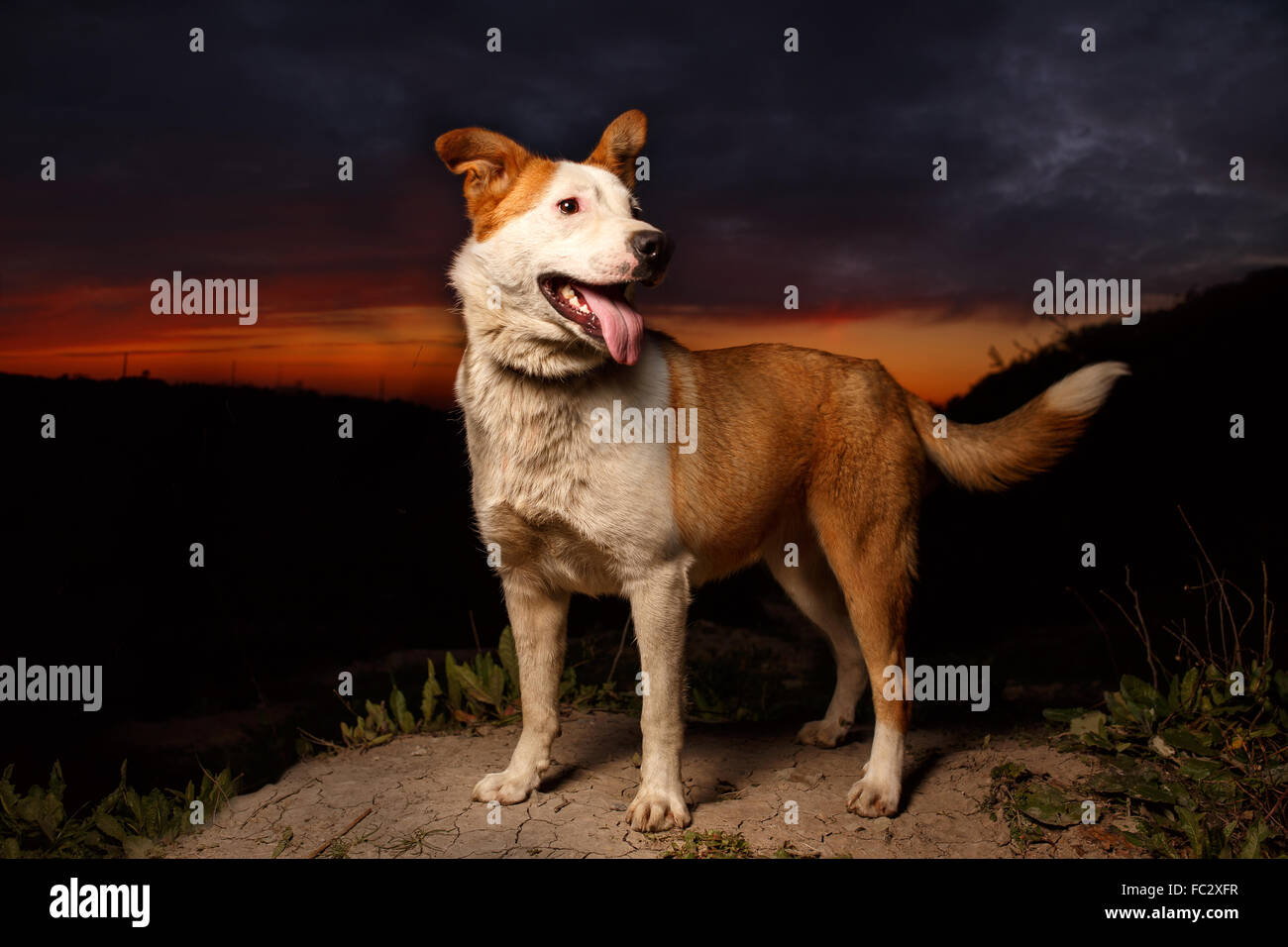 Lustiger Mischling Ingwer Hund Stockfoto, Bild 93492443 Alamy