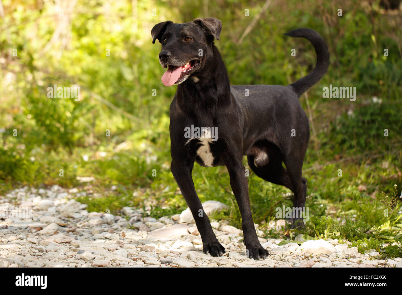 Lustige schwarzer Hund steht auf dem Rasen im freien Stockfoto