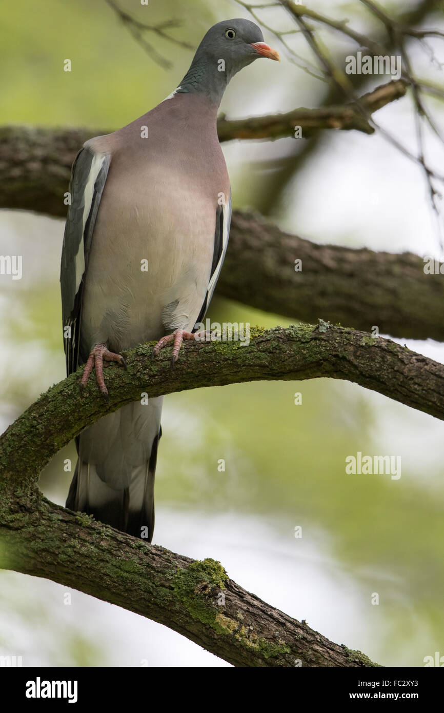 Gemeinsamen Ringeltaube Stockfoto