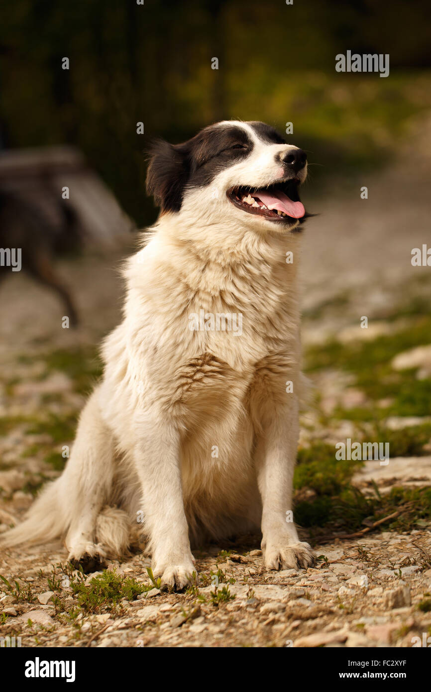 Schwarz / weiß lächelnd Hund auf Rasen Stockfoto