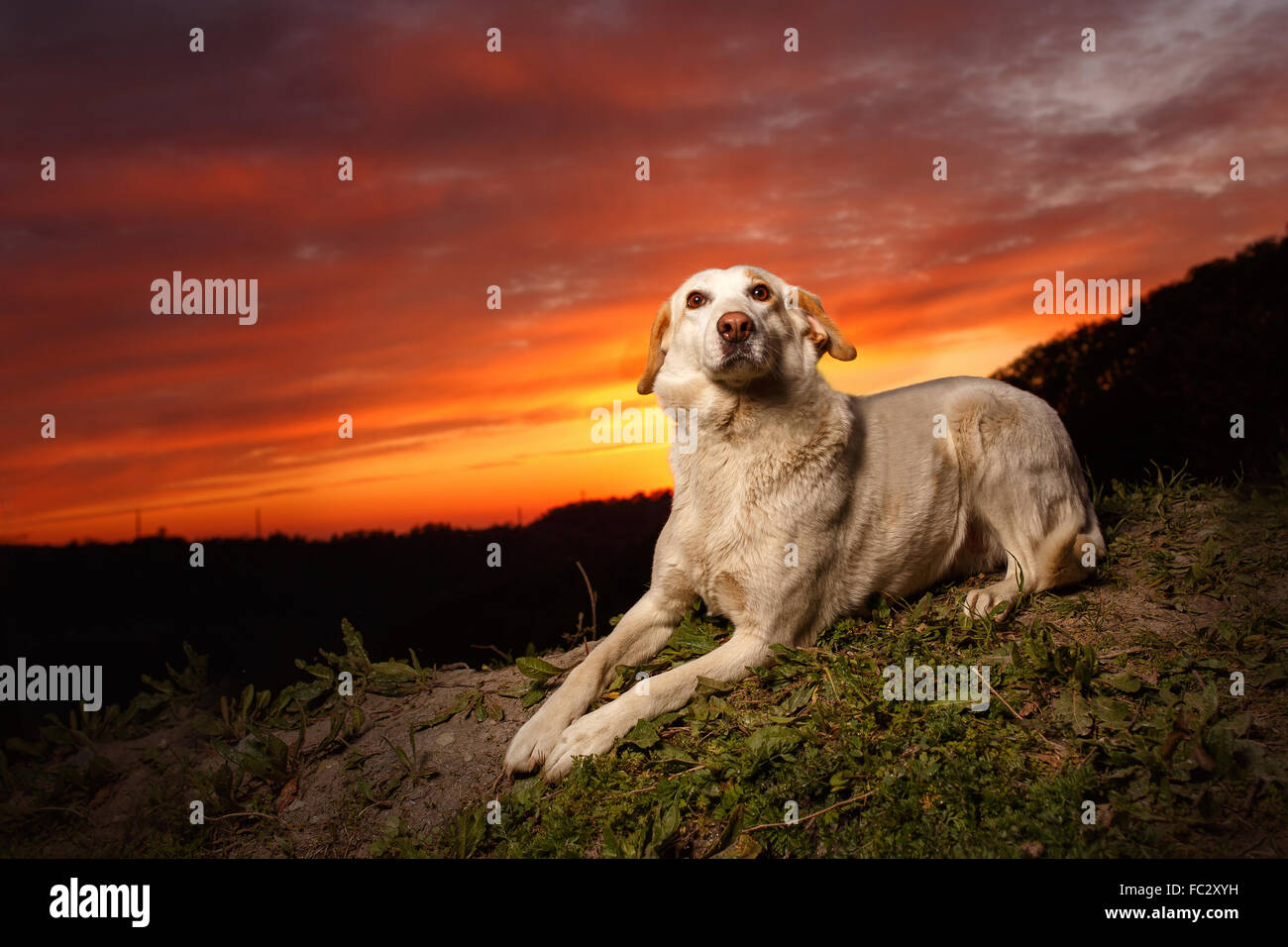 Mischlingshund weißer Hund liegt auf Krippe Stockfoto