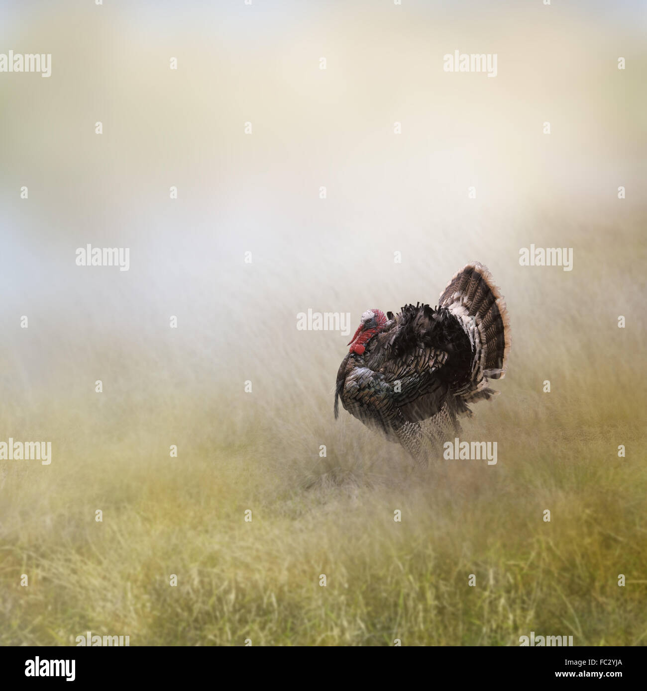 Türkei-männlich Stockfoto