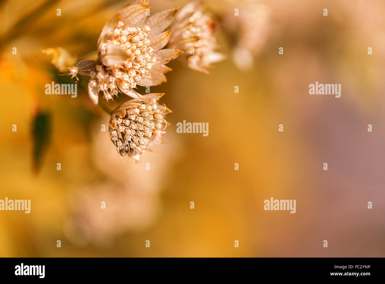 Wilde Pflanze Blume Nahaufnahme auf orange Stockfoto