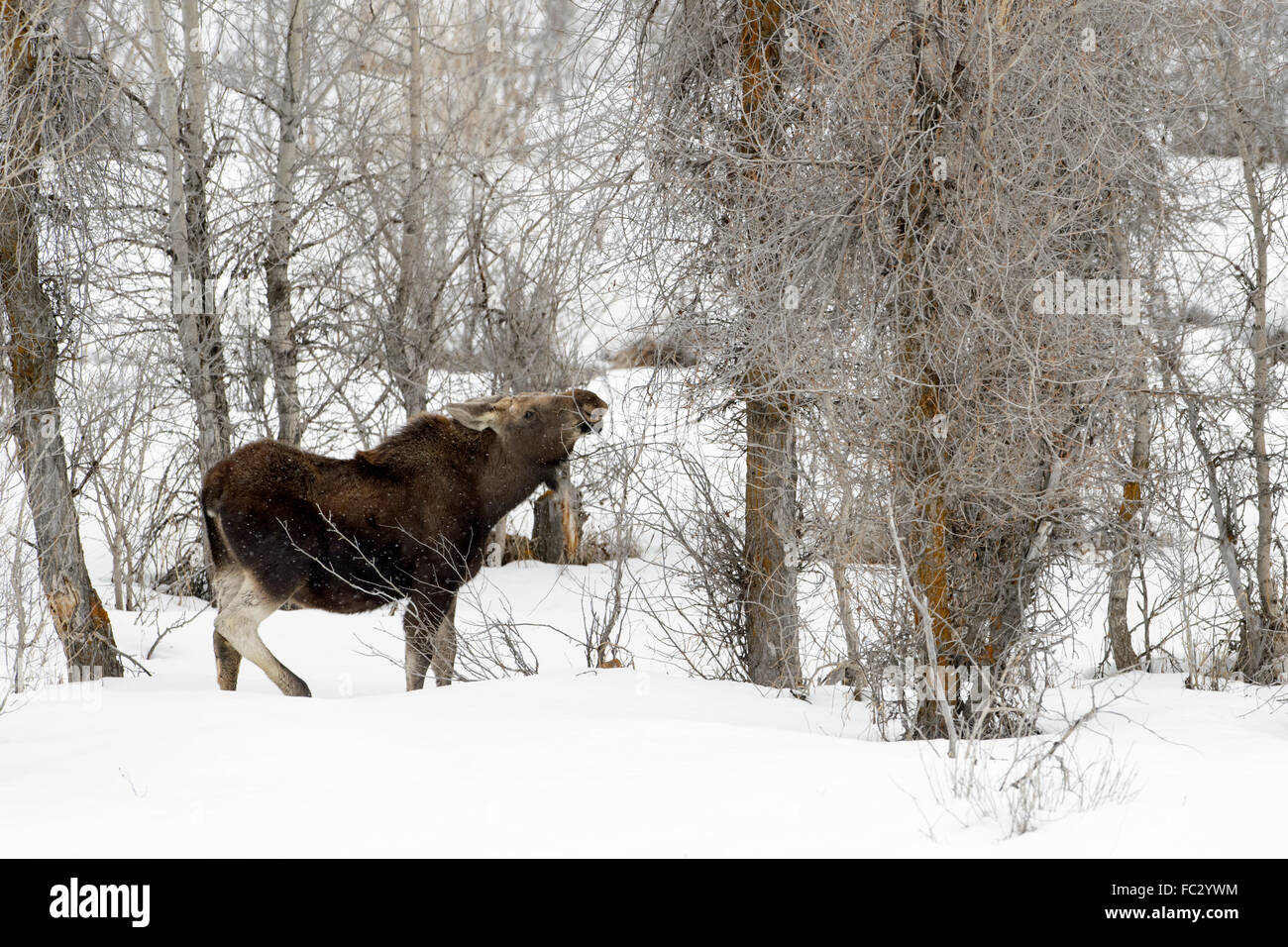 Elch (Alces Alces) auf Nahrungssuche im Schnee mit Pappeln, Grand-Teton-Nationalpark, Wyoming Stockfoto