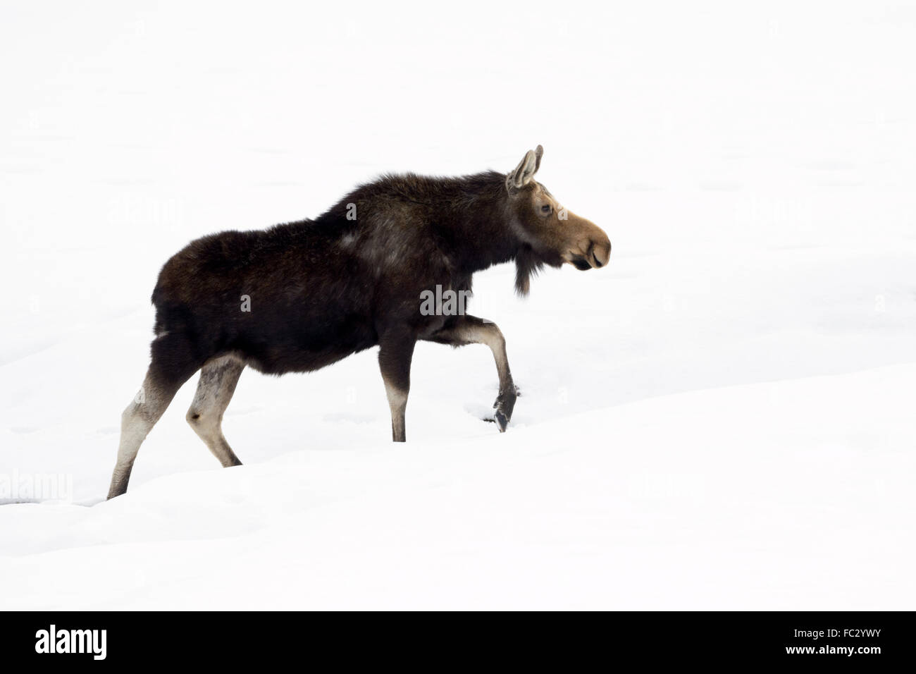 Elch (Alces Alces) Wandern im Schnee, Grand-Teton-Nationalpark, Wyoming, USA. Stockfoto