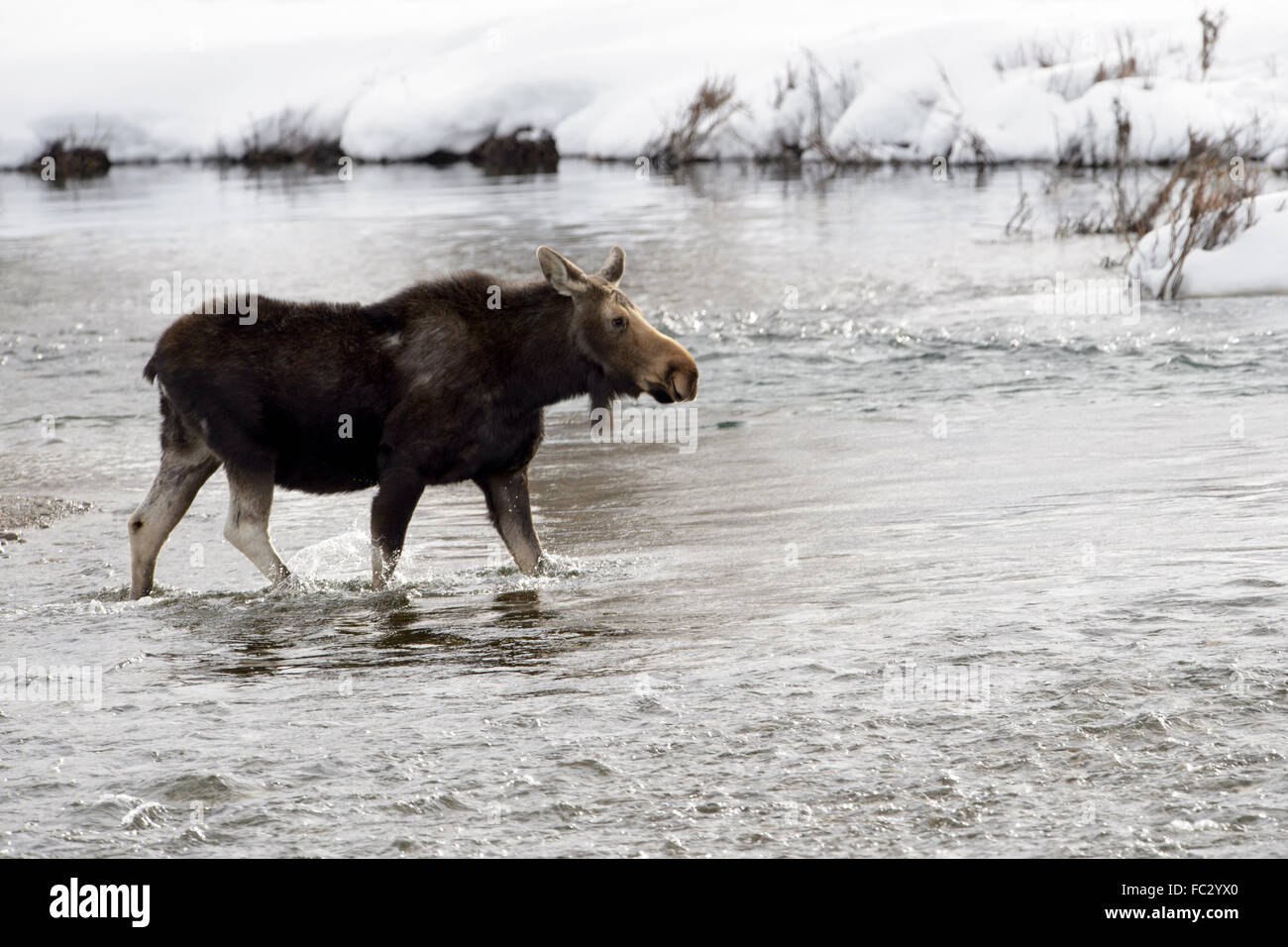 Elch (Alces Alces) überschreiten die Gros Ventre River zwischen Grand Teton National Park und das National Elk Refuge, Wyoming, USA Stockfoto