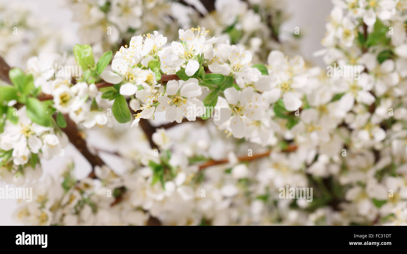 Der Frühling kam Stockfoto