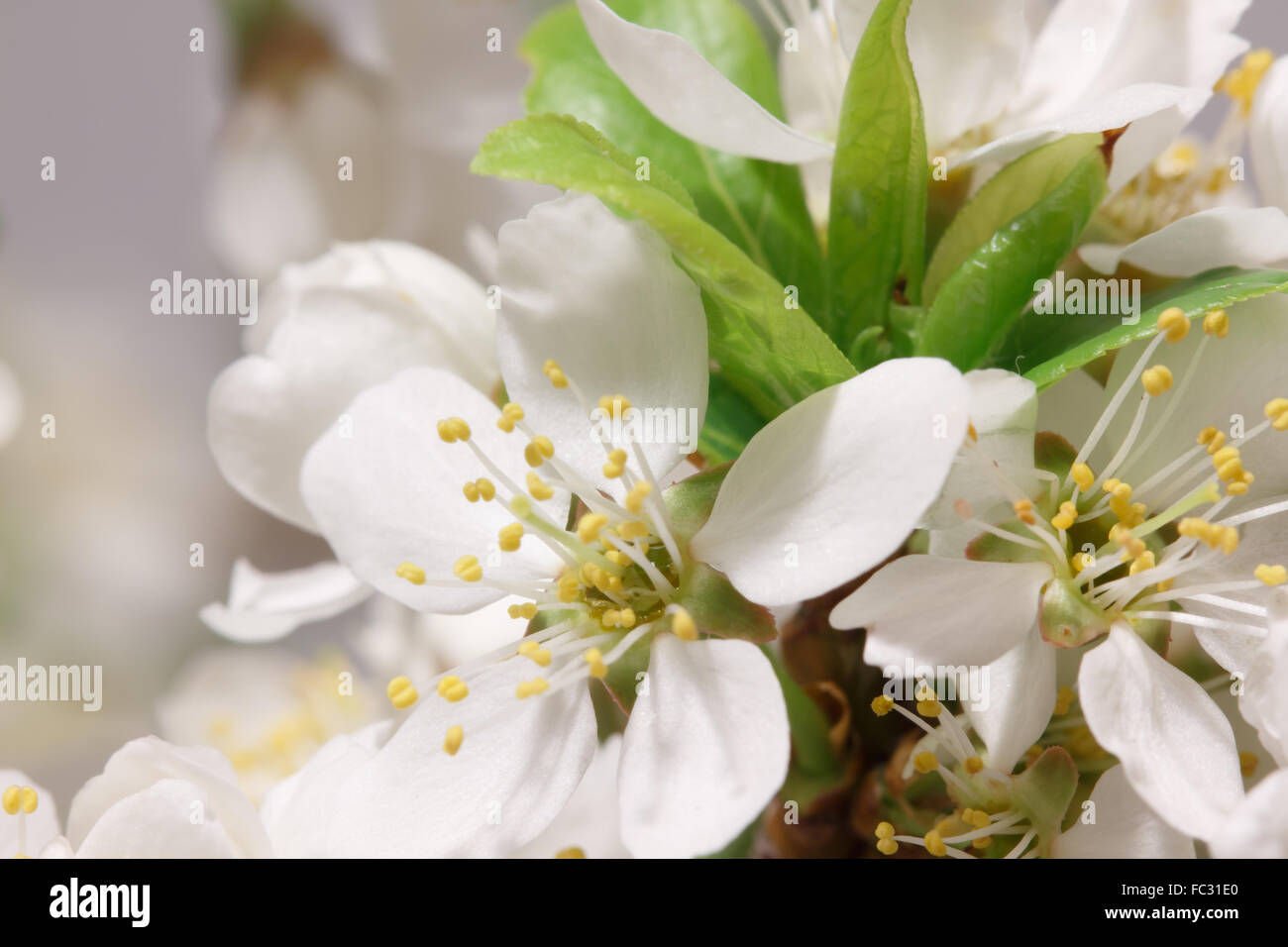 Frühjahr blühen Stockfoto