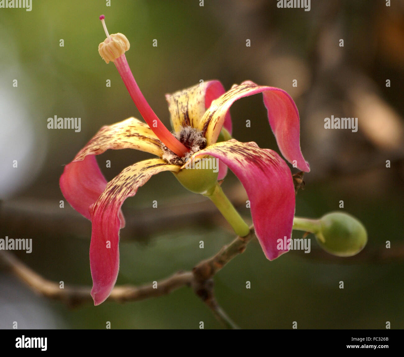 Ceiba Speciosa, Seide Zahnseide Baum mit stacheligen Stamm und Äste, handförmig zusammengesetzte Blätter rosa Verbreitung Blumen, Kapsel, Zahnseide Stockfoto