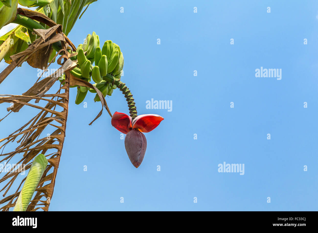 Rote Bananenblume Stockfotos und bilder Kaufen Alamy