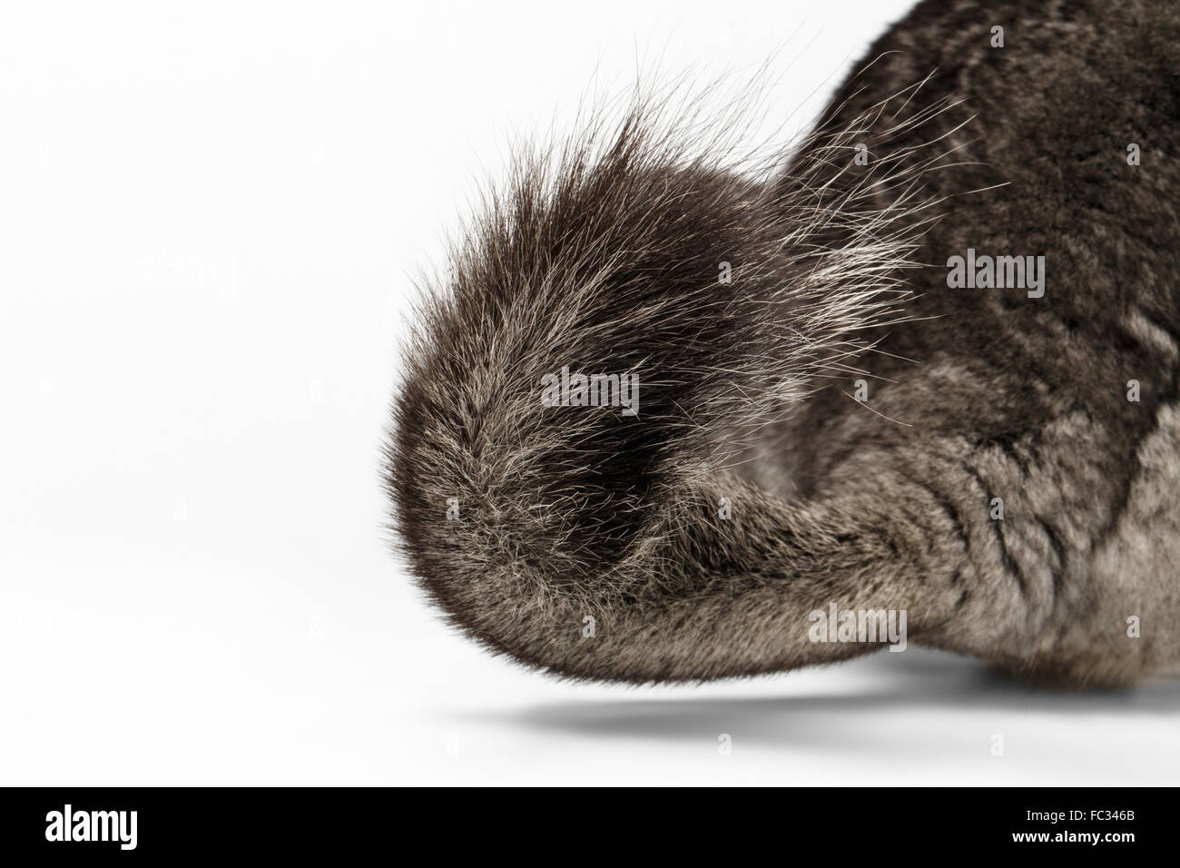 Heck des Chinchilla grau auf weiß Stockfoto