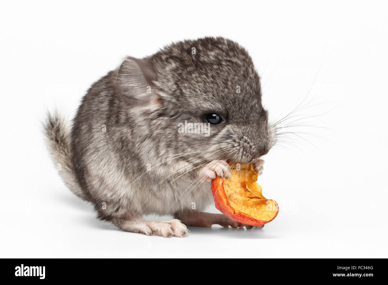 Gray Baby Chinchilla Essen Apfel auf weiß Stockfoto