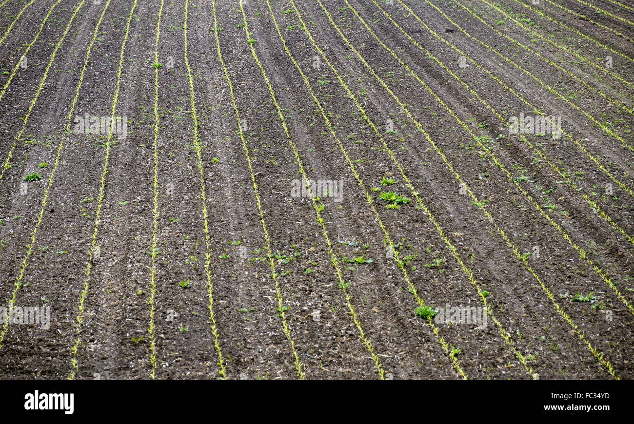 Germing Samen in Linien Stockfoto