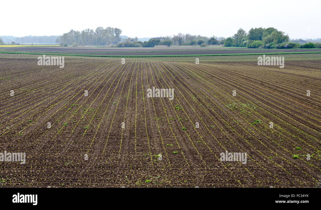 Germing Samen in Linien Stockfoto