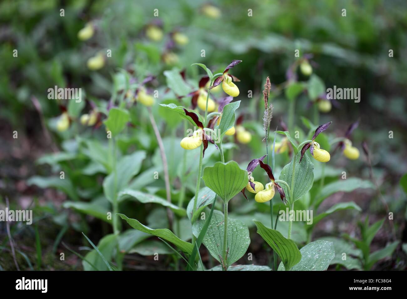 Ladys Slipper Orchidee (Cypripedium Calceolus) Stockfoto