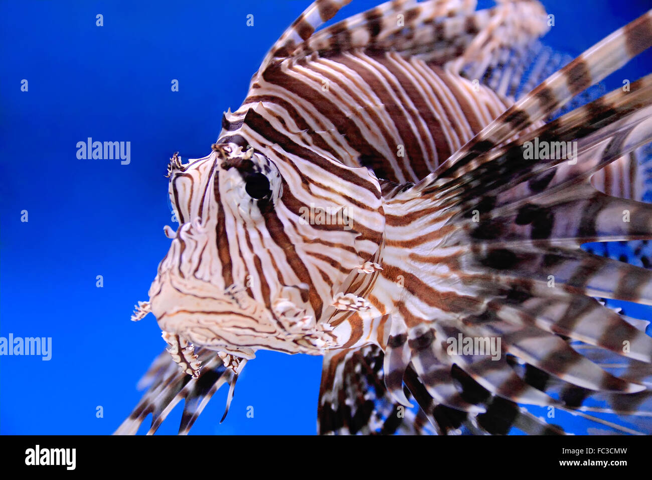 Fische im Aquarium Stockfoto