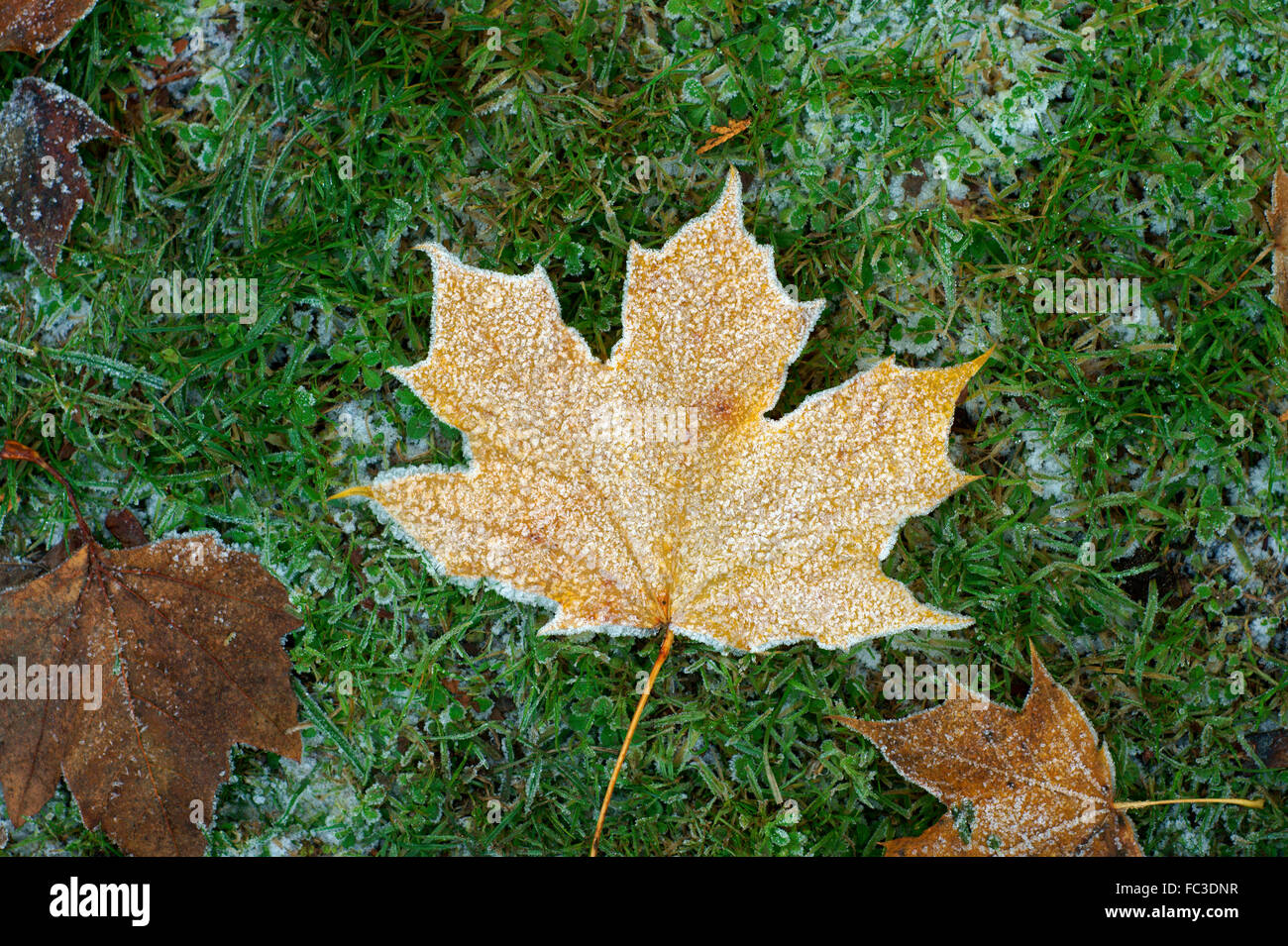 Frosty Norway Ahornblatt (Acer platanoides) Liegen auf grünem Gras im Winter Stockfoto