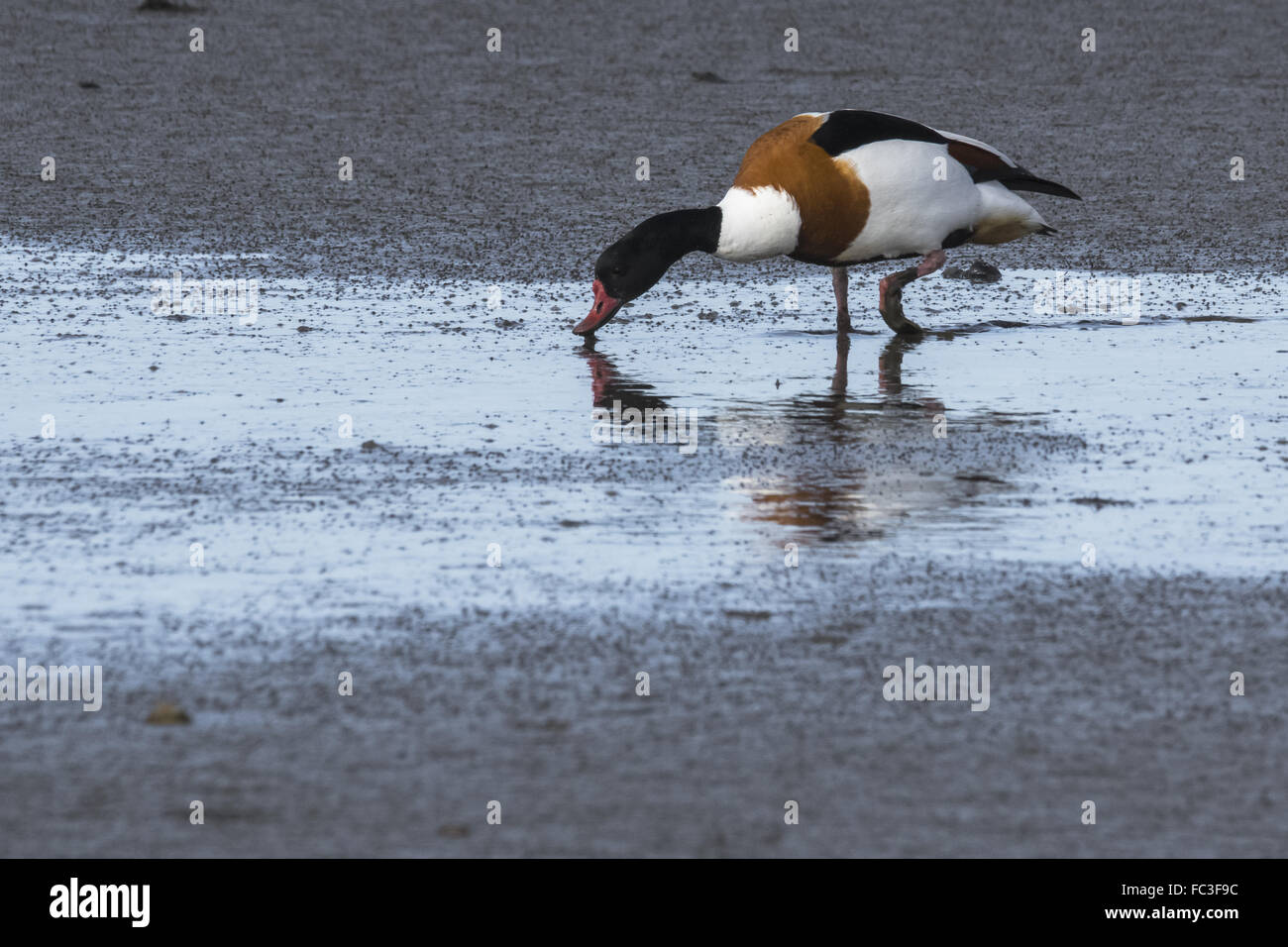 Vier Sterne buffet Stockfoto