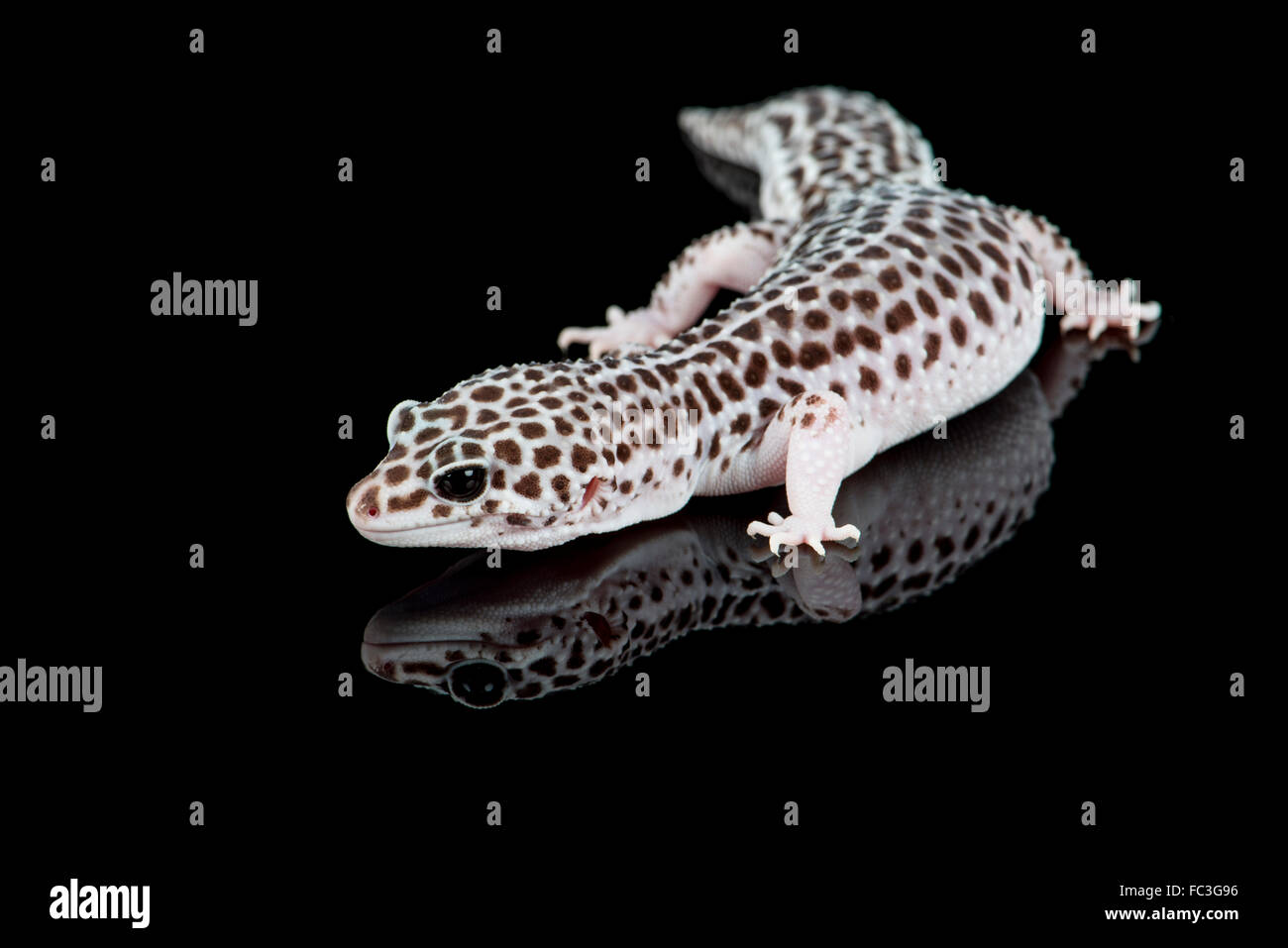 Leopardgecko: Eublepharis Macularius. Stockfoto