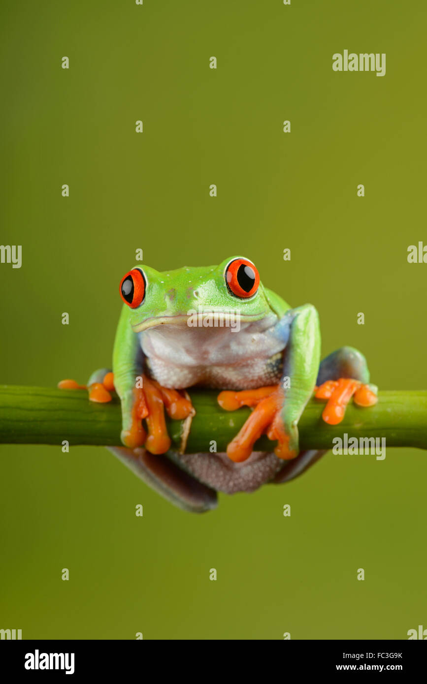 Red Eyed Laubfrosch: Agalychnis Callidryas. Gesteuert im studio Stockfoto