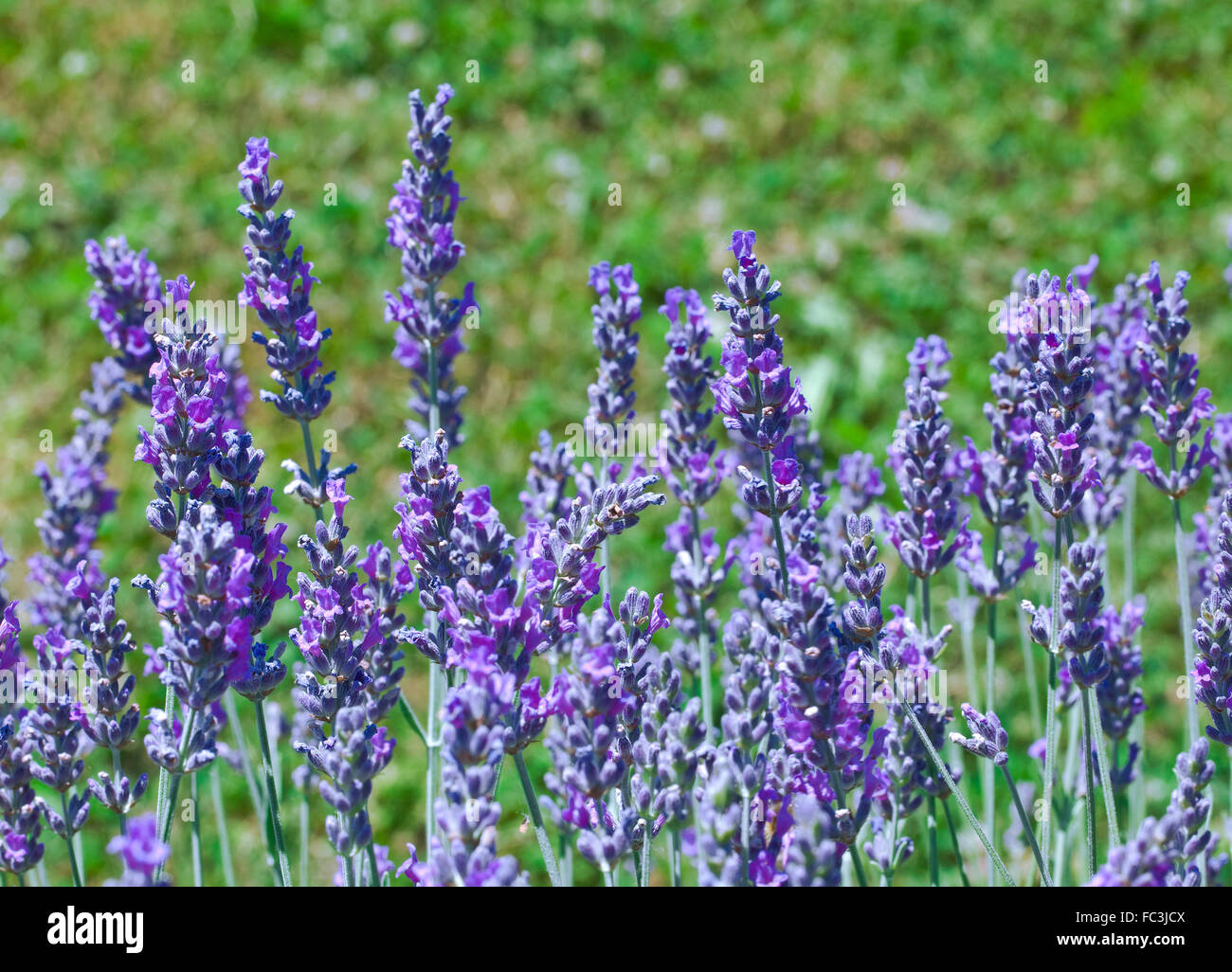 Blüte der duftenden Flieder Lavendel Blumen Stockfoto
