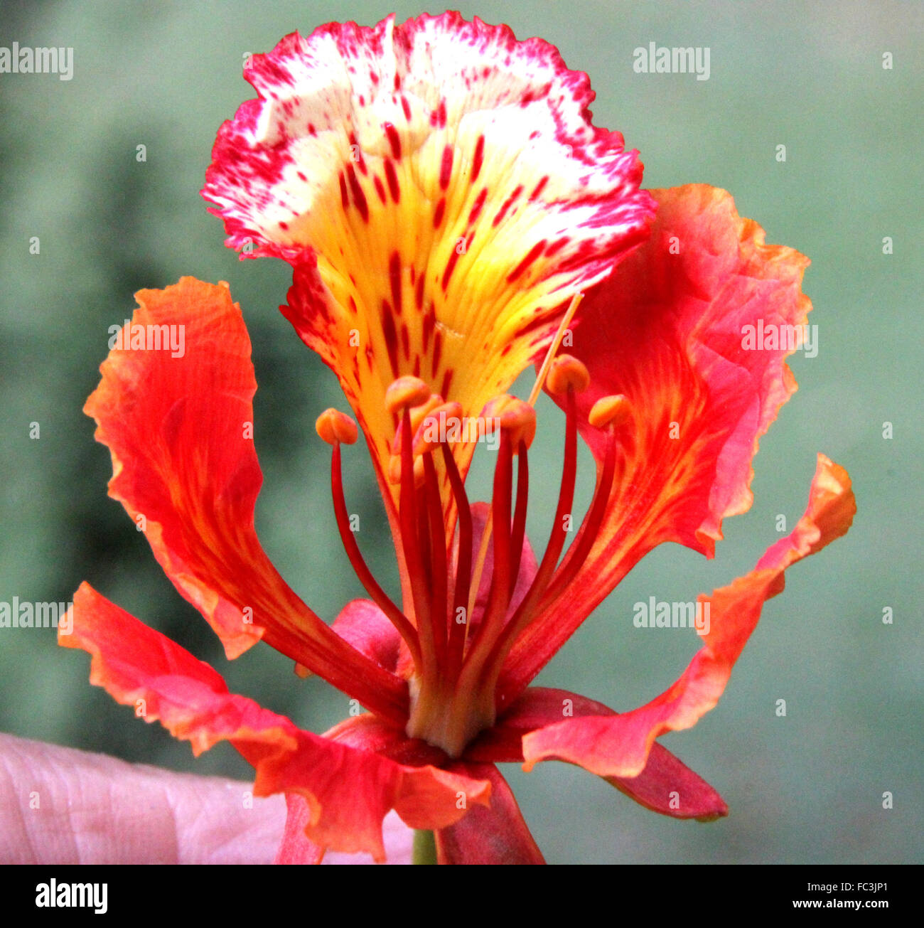 Delonix Regia, Gulmohar, Royal Poinciana, ornamentale Laubbaum mit Farn wie Blätter und rot gefleckte Blüten, Allee-Baum Stockfoto
